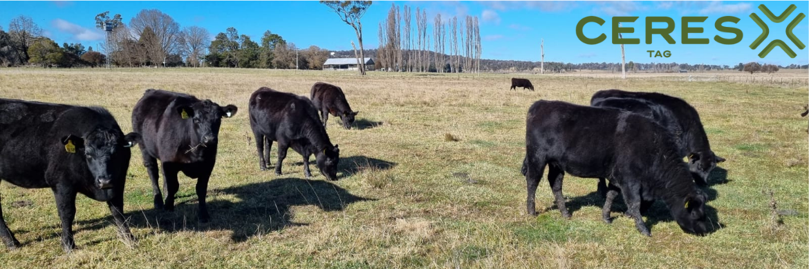 CERES TAG Earns SBD's Secure Connected Device Accreditation, Reinforcing Commitment to Livestock Security and Rural Crime Prevention