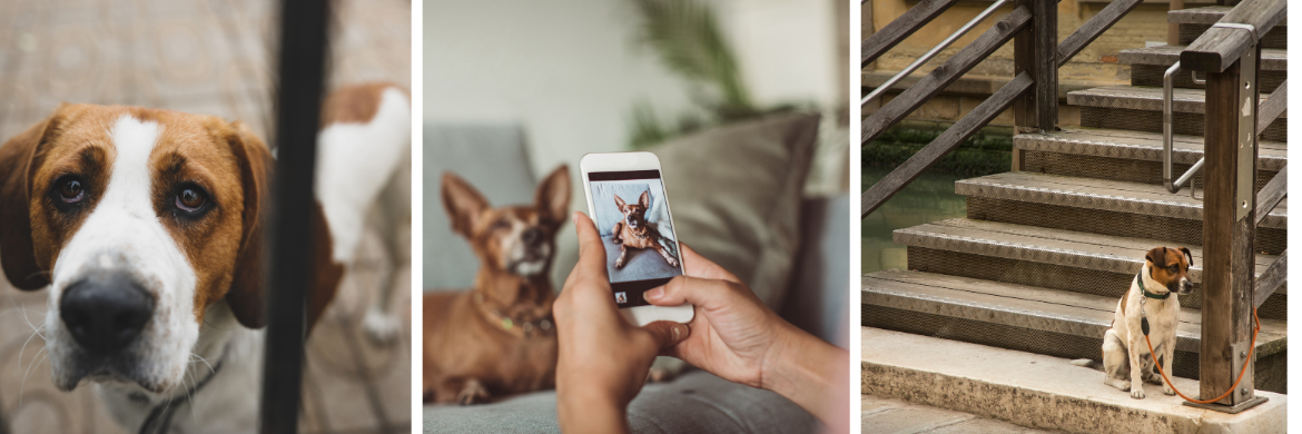 Pet Crime prevention: Smart Tech and Practical Tips