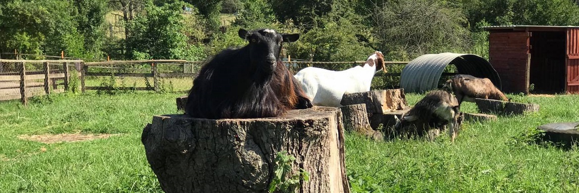 Businesses flock to help animal sanctuary targeted by criminals